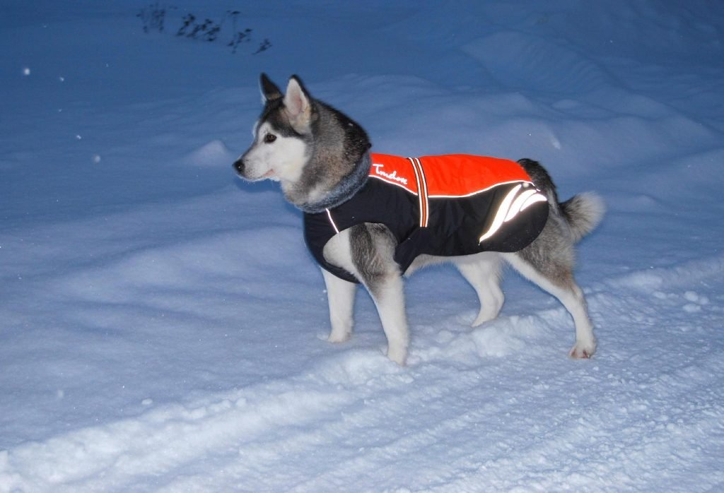 Winter Warm And Fashionable Pellet Down Jacket For Dogs