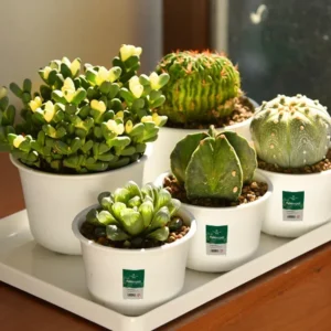 Color: Yellow, Sheet Size: S - OIMG Plastic Round Thick Imitation Ceramic Household Indoor Planting Fleshy Green Fruit and Vegetable Resin Plastic Flower Pot