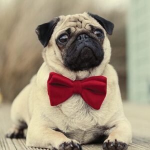 Size: 20x25 - 3D Diy Diamond Painting Diamond Embroidery 5D Square Full Diamond Home Decoration Europe Mosaic Kit Needlework Pug Tie Dog