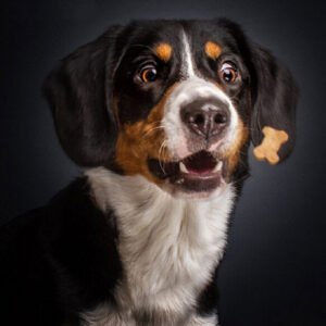 Painting size: 80x80cm, Painting style: Square - DIY 5D Animal Petroglyph Black Dog Round Diamond Embroidery Diamond Painting